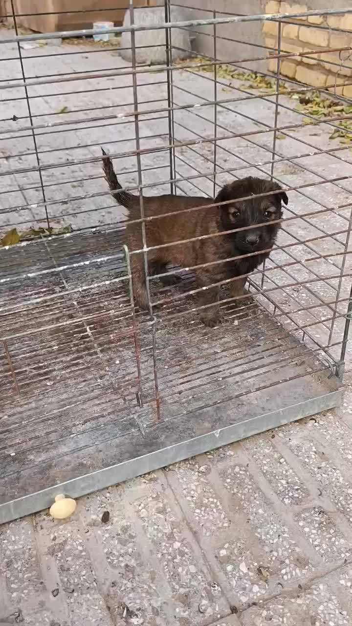 سگ مالینویز|سگ|زارچ, |دیوار