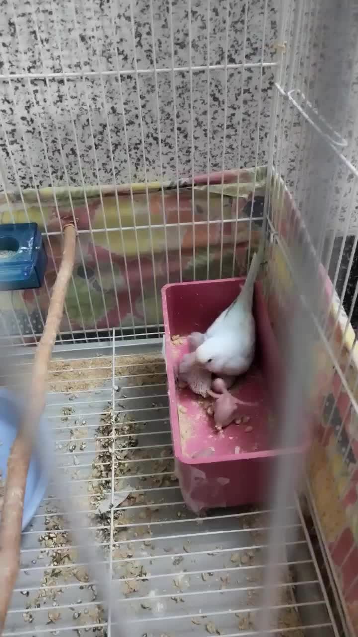 مرغ عشق|پرنده|سبزوار, گلشن|دیوار