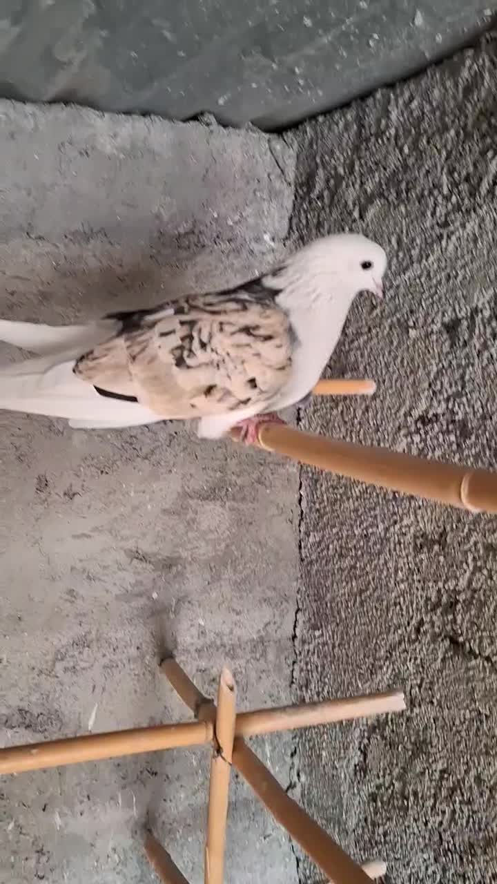 شازده نر دورنگ|پرنده|شهریار, فرارت|دیوار