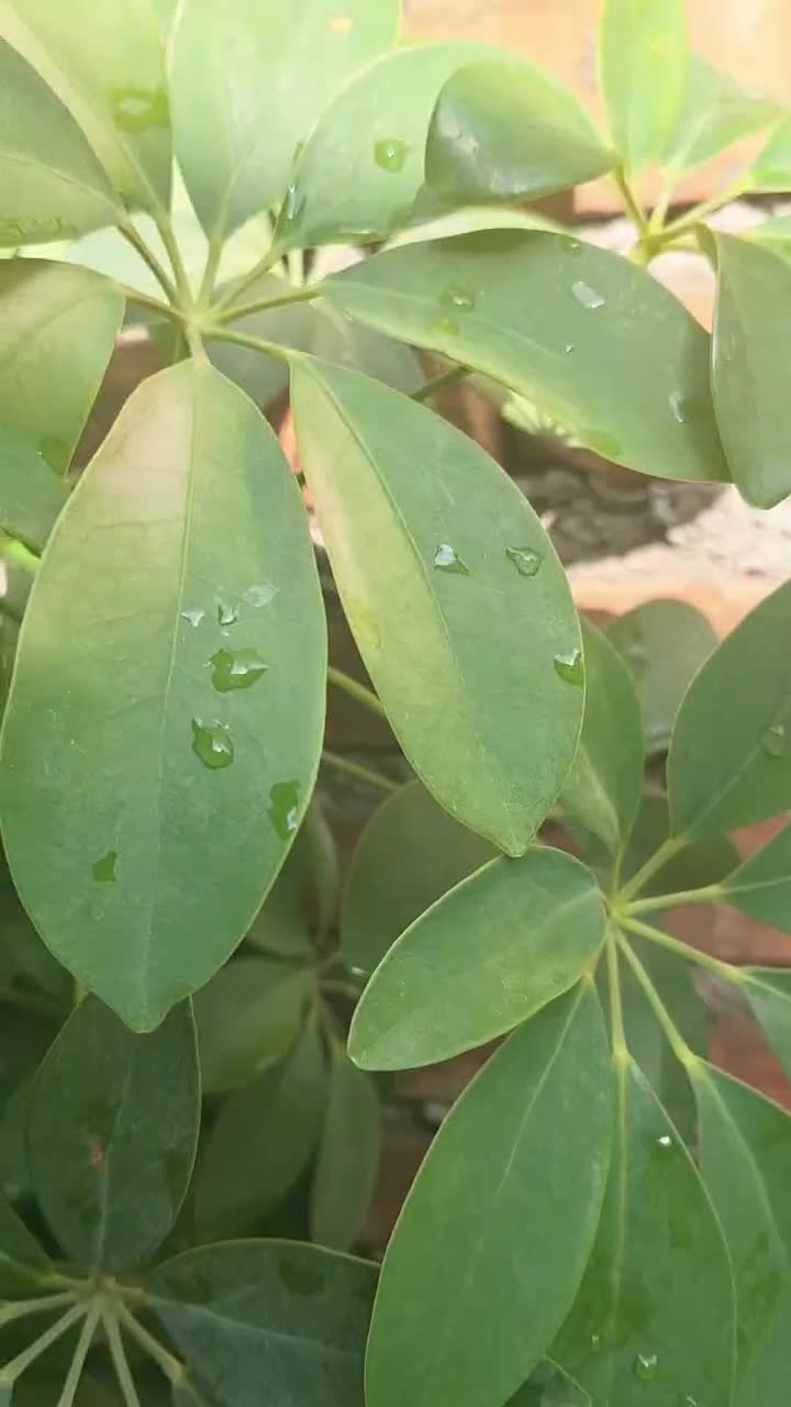 گل آپارتمانی ۱۵۰تومان|گل و گیاه طبیعی|میاندوآب, |دیوار