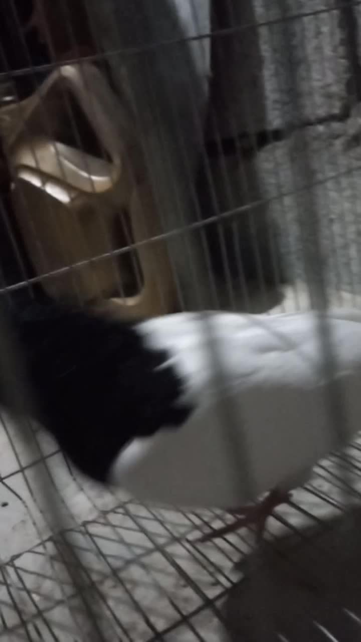 طوقی|پرنده|دره شهر, |دیوار