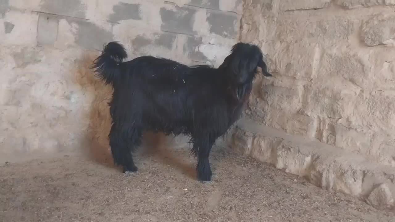 بیگ تخمی|حیوانات مزرعه|ایذه, |دیوار