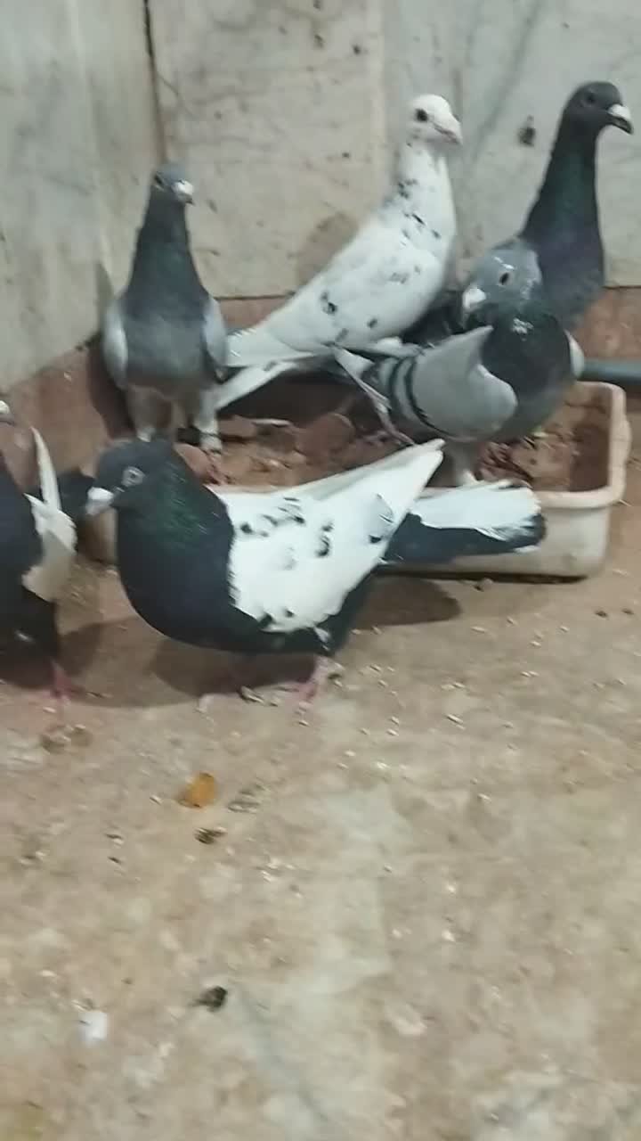 کبوتر|پرنده|چناران, |دیوار