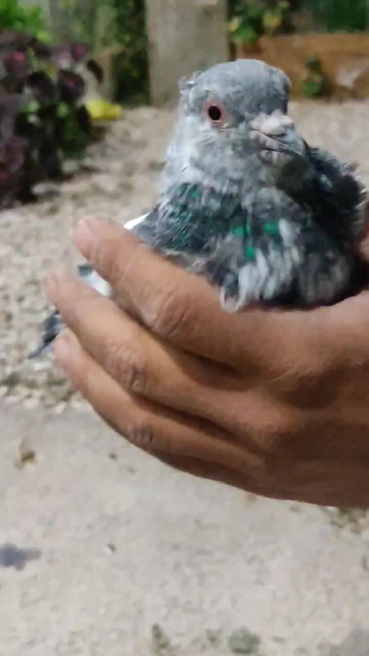 یک جفت سینه ای مفت|پرنده|کازرون, |دیوار