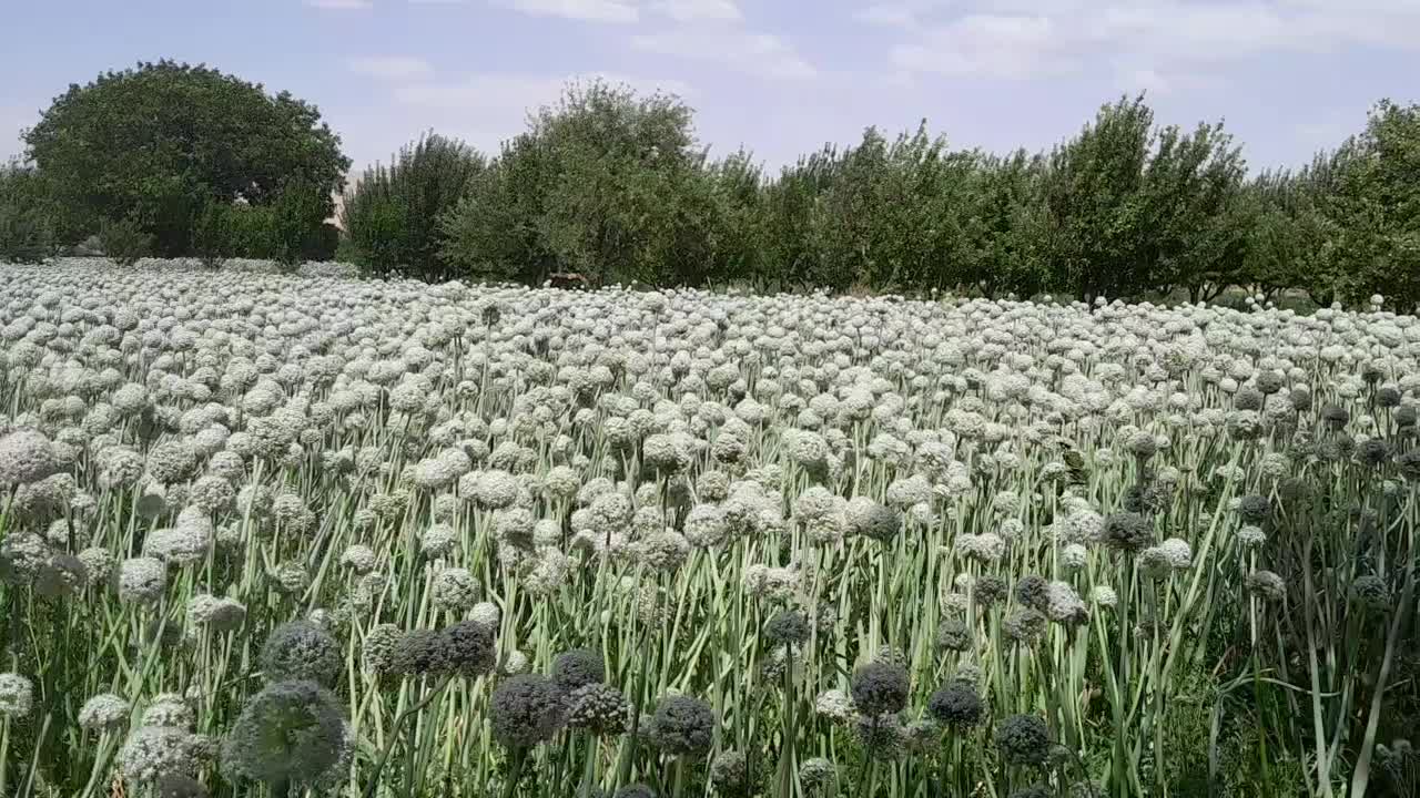 بذرپیاز قرمز درجه یک ۷پوست مال امسال هست|گل و گیاه طبیعی|میاندوآب, |دیوار