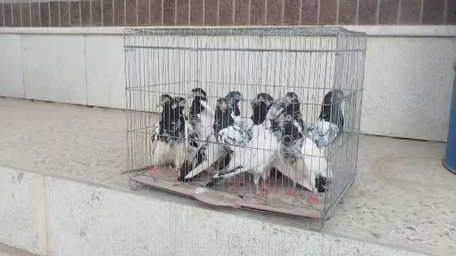 کبوتر تیدی اصل|پرنده|شیراز, اکبر آباد|دیوار