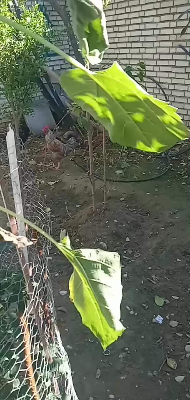 خروس|حیوانات مزرعه|گتوند, |دیوار