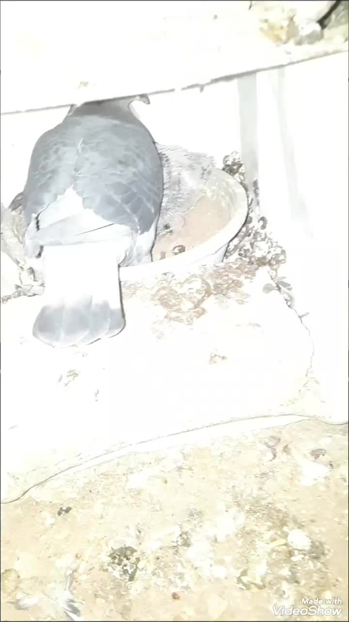 کبوتر مسافتی|پرنده|بشاریات, |دیوار