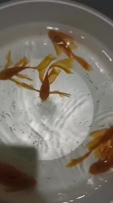 کت پوزه بوته ای. کت فیش|ماهی|شاهین‌شهر, خانه کارگر|دیوار