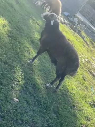 نر ۱۴ ماهه فروش|حیوانات مزرعه|چمستان, |دیوار