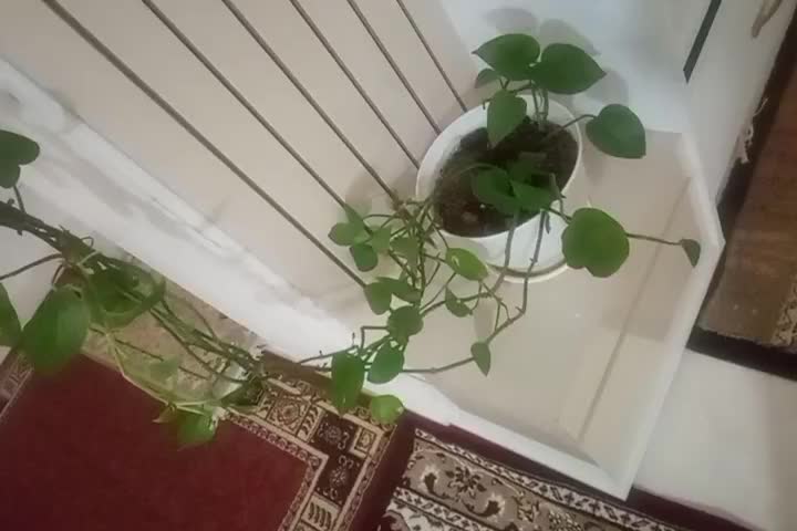 گل پتوس زیبا|گل و گیاه طبیعی|چوبر, |دیوار