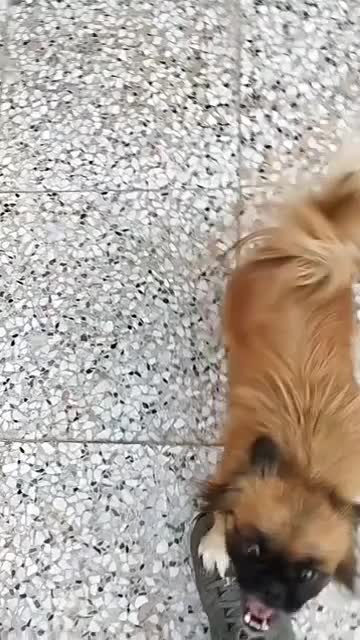 سگ پیکنیز|سگ|شیراز, طلاب|دیوار