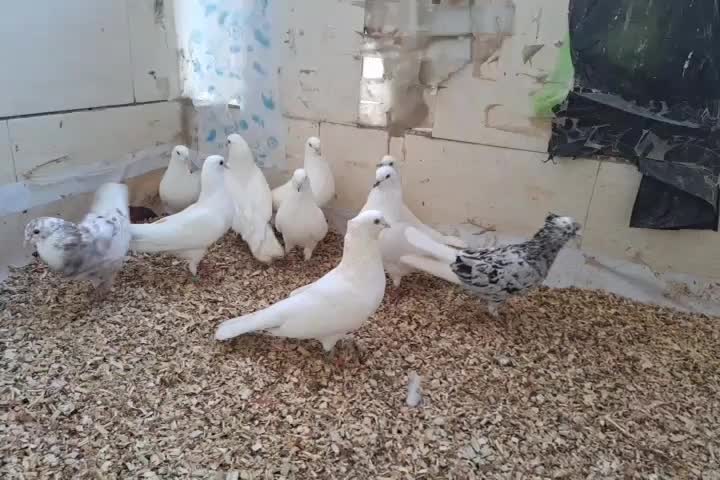 ۳جفت کفتر سفید نر ماده جفت|پرنده|بندرعباس, |دیوار