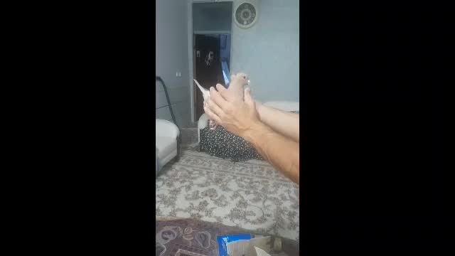 چهار تا جوجه پلنگ با یک زرد کلاهی|پرنده|کرمان, |دیوار