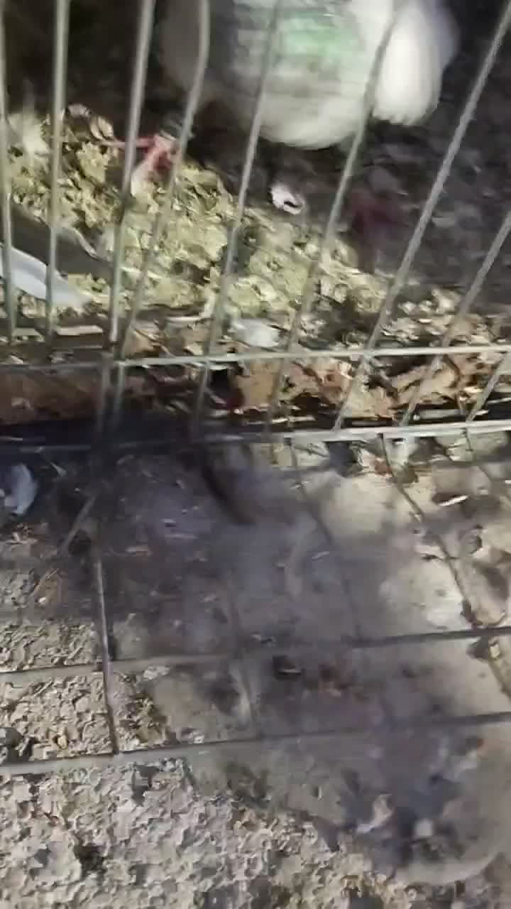 8تا حیون خوب پرشی همش 2|پرنده|گلبهار, نوبهار|دیوار