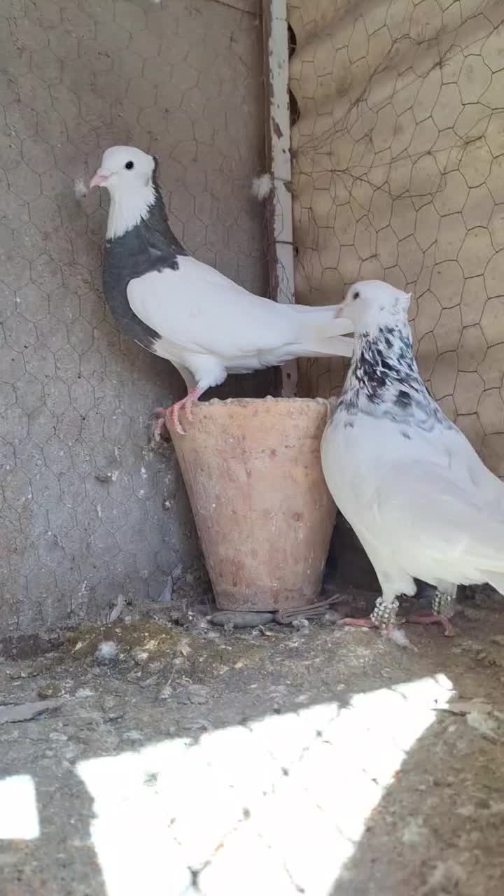 کبوتر طوقی|پرنده|فیروزه, |دیوار