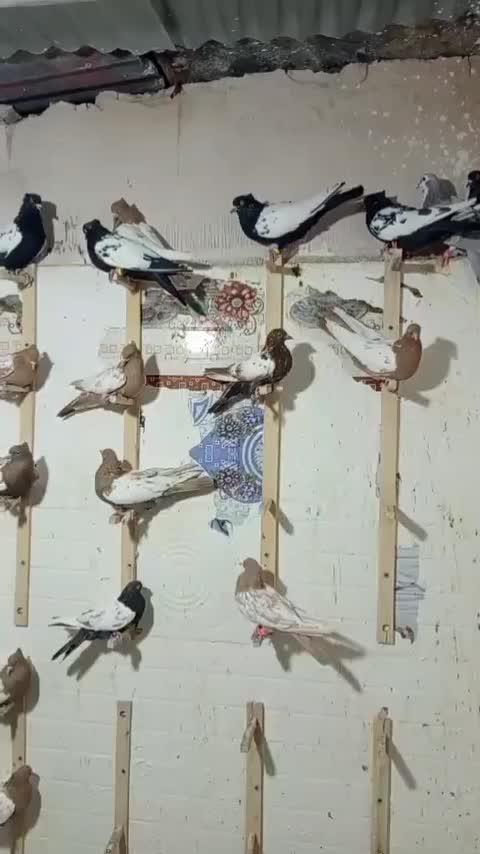 کبوتر سینه سیاه و سینه زرد کاکل شاخدار|پرنده|مه ولات, |دیوار