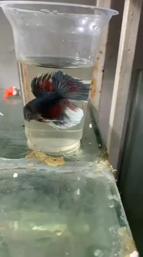 فایتر خاص پلاکت سامورایی و هافمون و..مخصوص تکثیر|ماهی|مشهد, کوی راد|دیوار