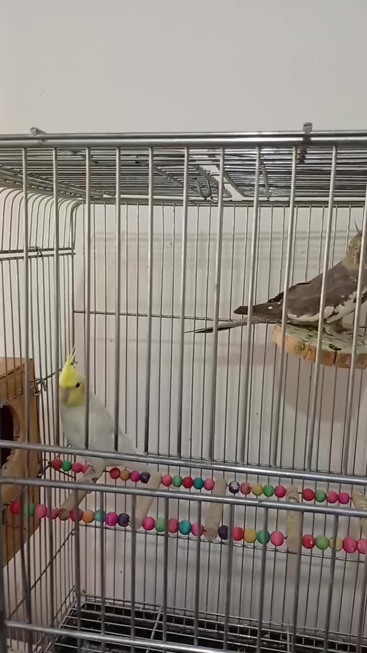 عروس هلندی|پرنده|شیراز, شهرک رضوان|دیوار