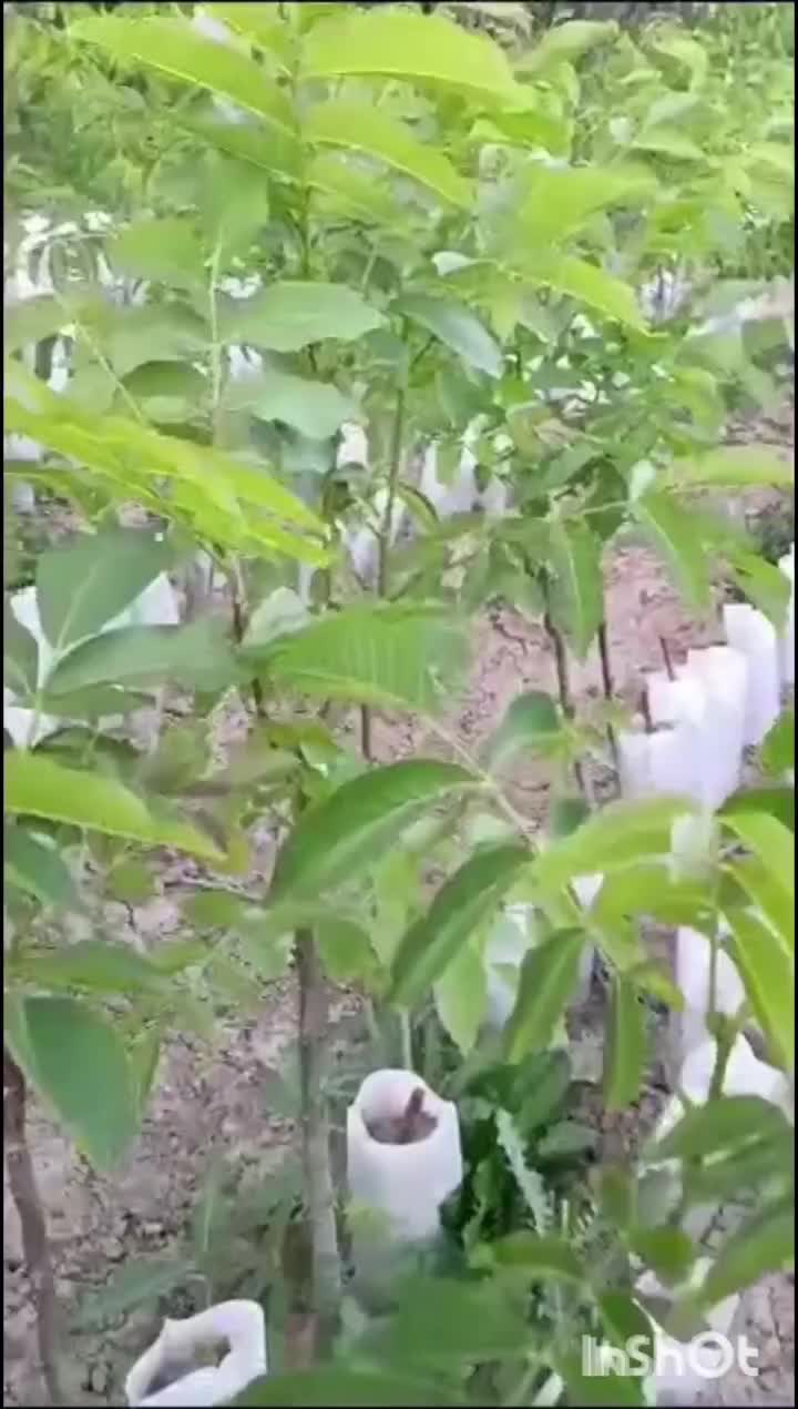 نهال گردو|خدمات باغبانی و درختکاری|شیراز, شهرک قمشه|دیوار