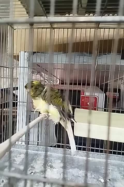 قناری فری اجی|پرنده|قرچک, داوود آباد|دیوار