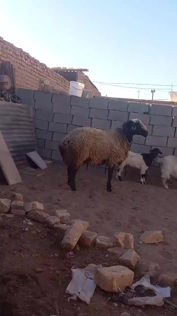 قوچ چالی|حیوانات مزرعه|قنوات, |دیوار