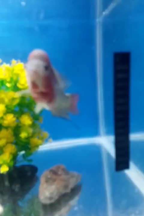 فلاور|ماهی|مشهد, شهید قربانی|دیوار