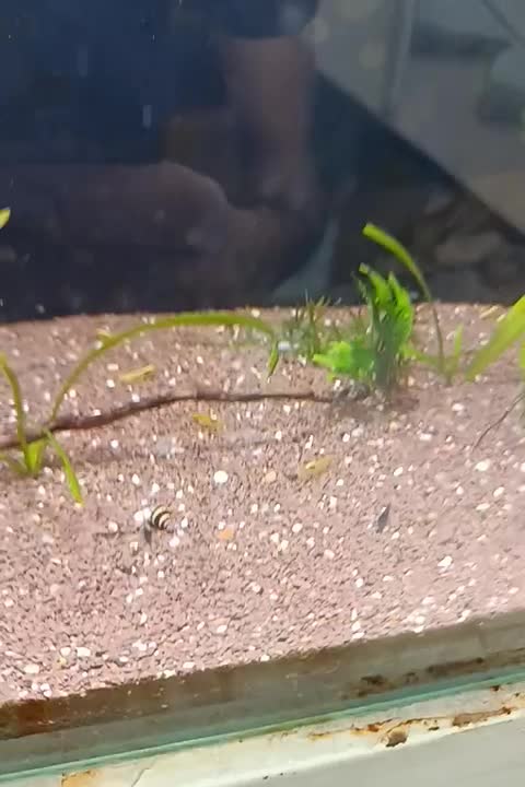 بیش از ۱۳۰ نژاد ماهی اکواریومی در نیشابور|ماهی|نیشابور, دارایی|دیوار