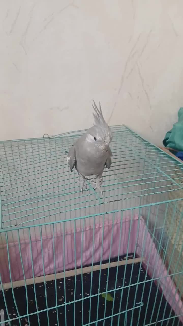 پرنده دستی با قفس|پرنده|تهران, مشیریه|دیوار