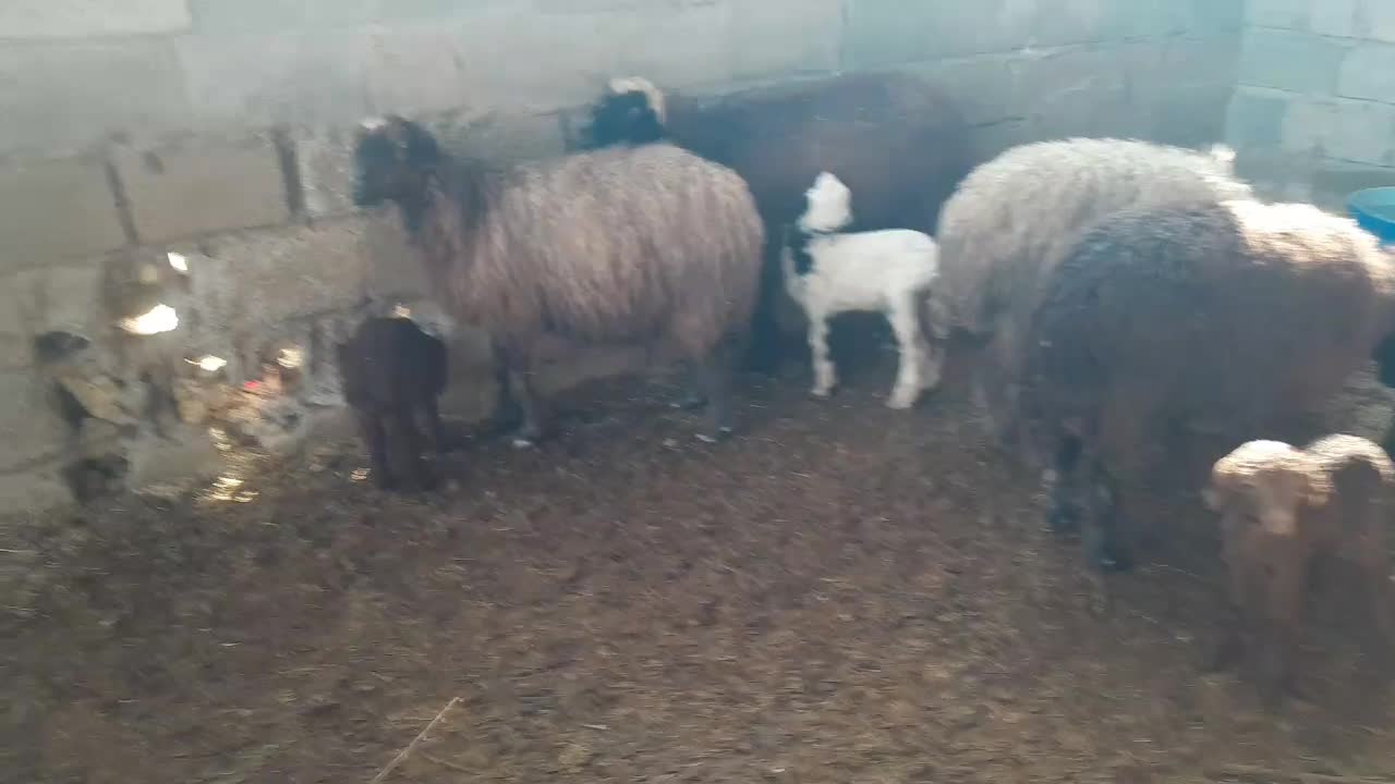 گوسفند با بره نر وماده شادگان|حیوانات مزرعه|شادگان, |دیوار