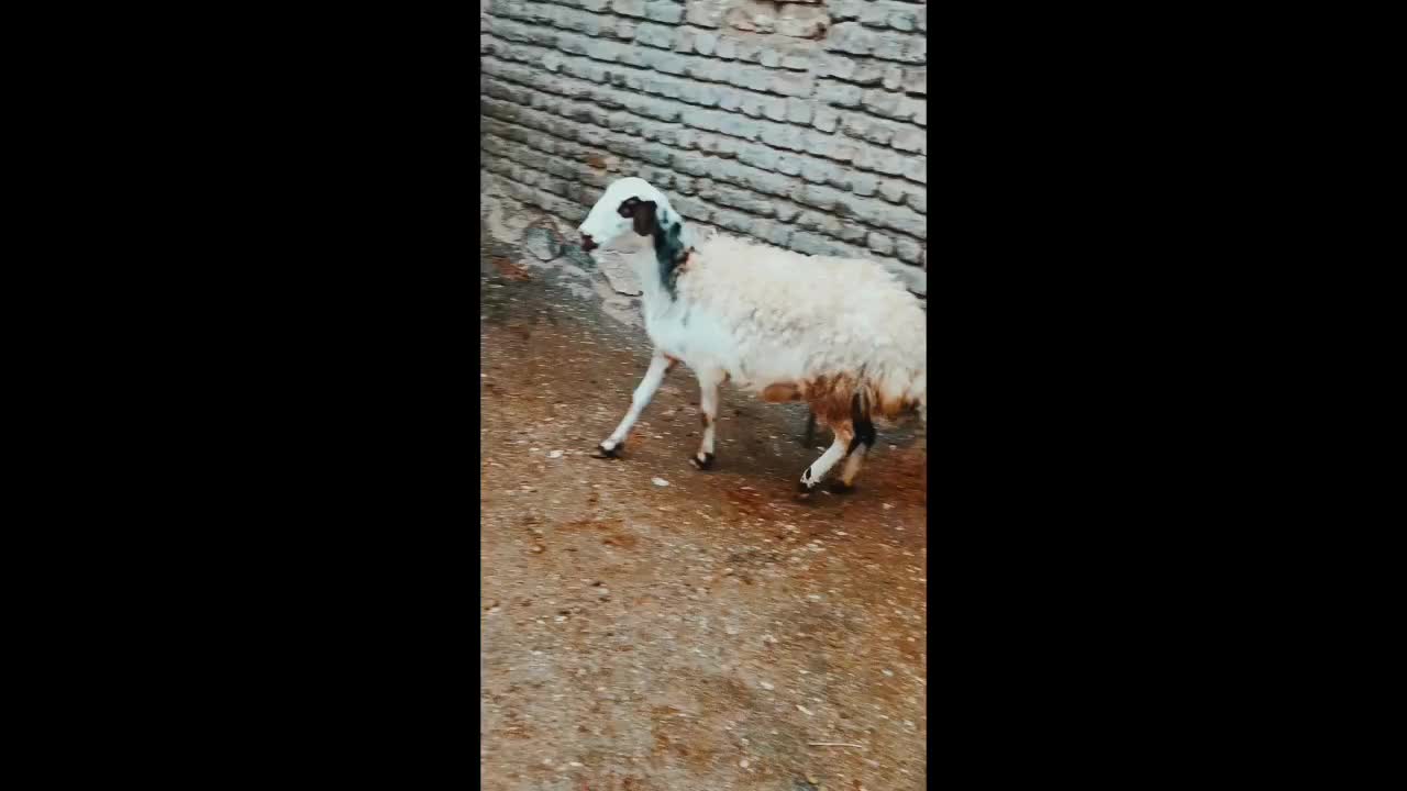 میش|حیوانات مزرعه|بیرانوند, |دیوار