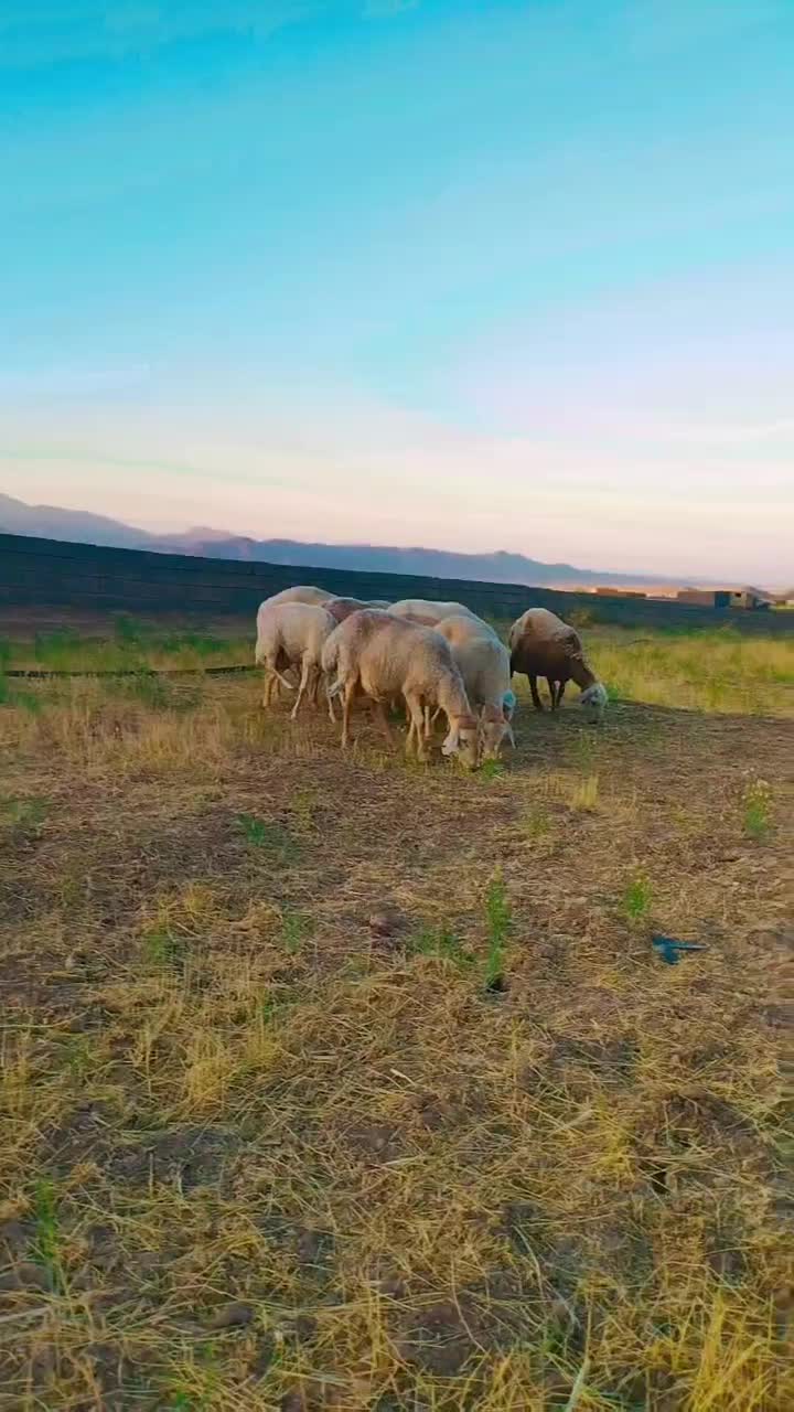 سگ ماده|سگ|باخزر, |دیوار