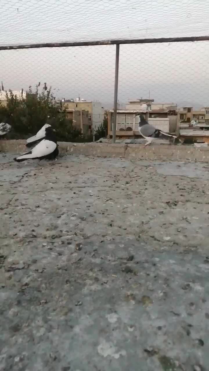 کفتر|پرنده|شیراز, شهرک گلها|دیوار