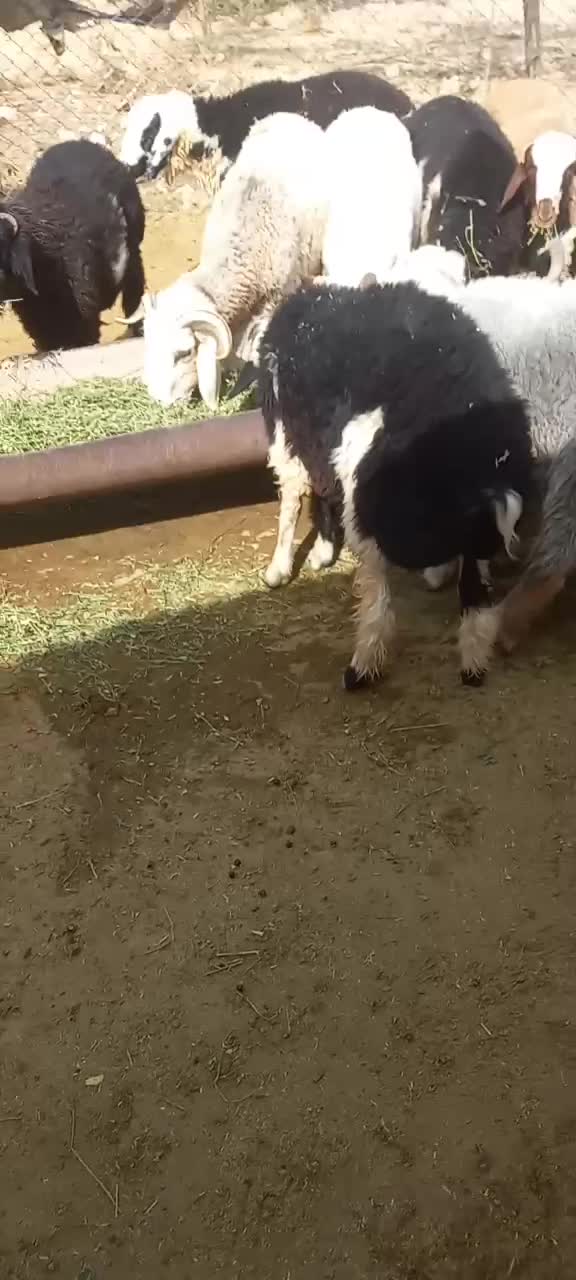 بره|حیوانات مزرعه|ارسنجان, |دیوار