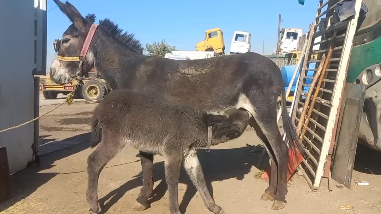 الاغ گله ای باکره ماده|حیوانات مزرعه|ری, بی‌بی شهر بانو|دیوار