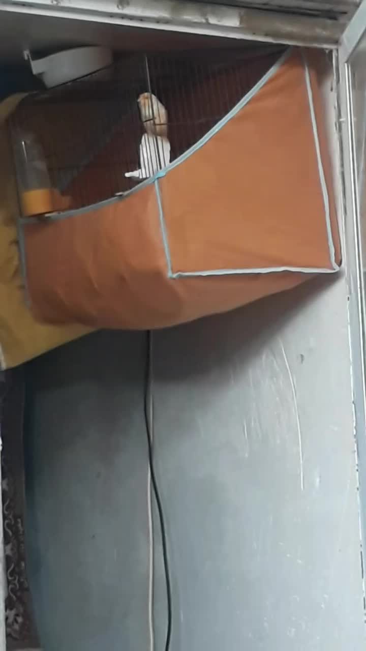 قناری نرماده آماده|پرنده|پارس‌آباد, |دیوار