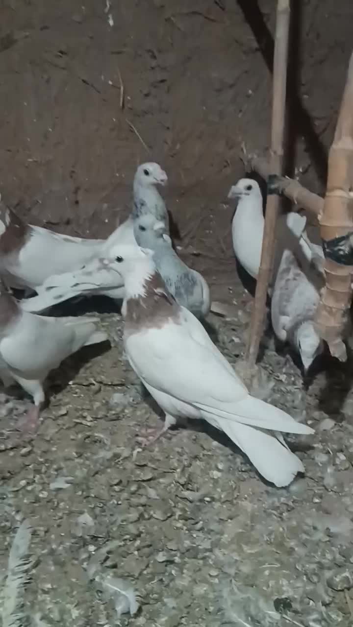 کفتر ده عدد|پرنده|سبزوار, شرق کال شمالی|دیوار