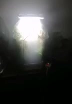 پالاداریوم طبیعی|ماهی|رشت, کوی مهر|دیوار