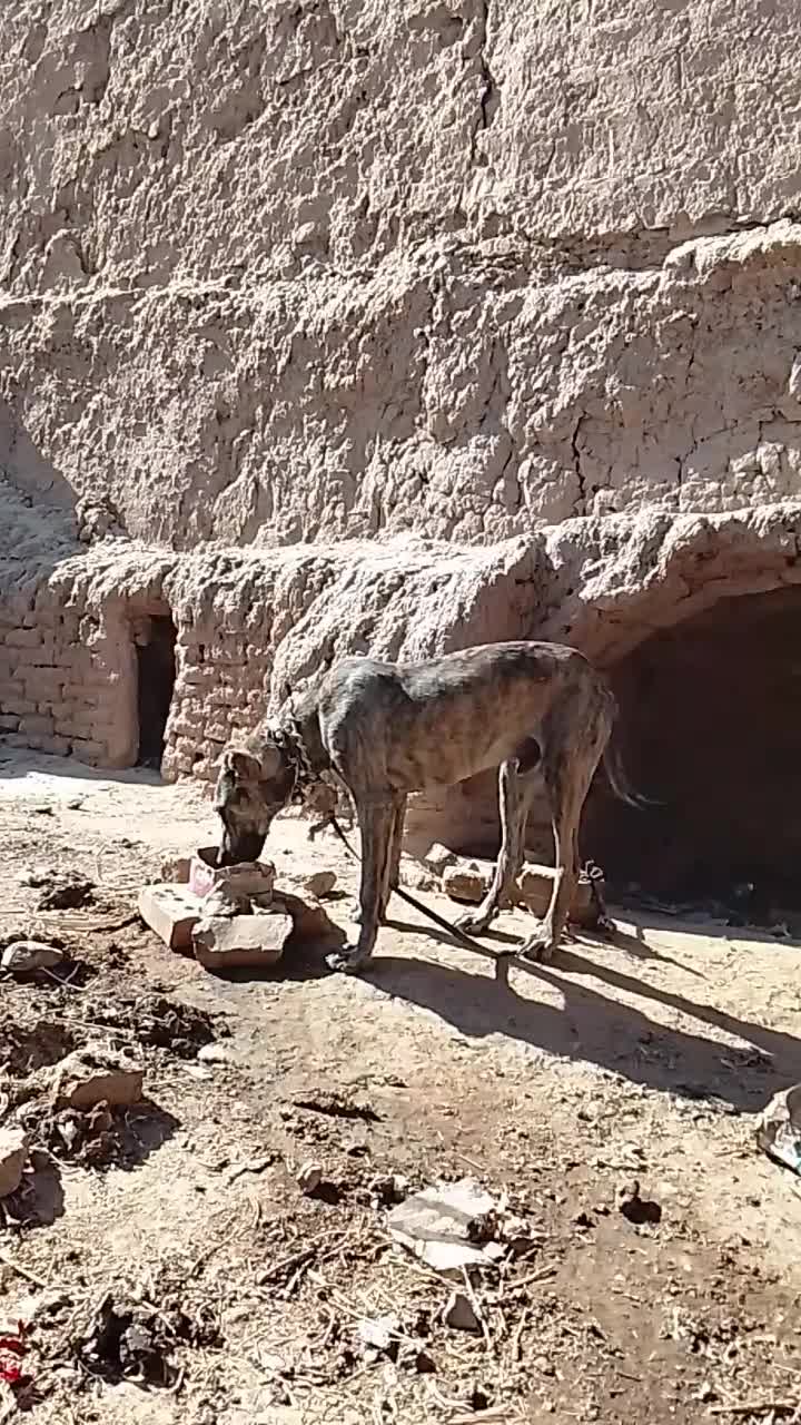 واگذاری سگ|سگ|تربتحیدریه, کلاته توکلی|دیوار