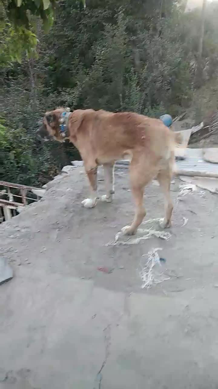 سگ سرابی و خراسانی گله ای و نگهبان|سگ|مشهد, کوی المهدی|دیوار