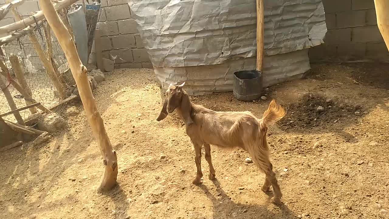 گاو خارجی وگوساله ماده   وبزغاله ماده قیمت ۵۰۰۰۰۰۰|حیوانات مزرعه|دهلران, |دیوار
