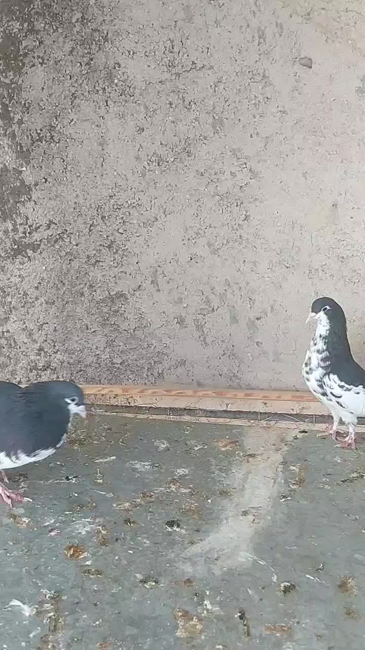 خوشرنگ سیاه و یال گلدار|پرنده|شیراز, کرونی(خاتونک)|دیوار