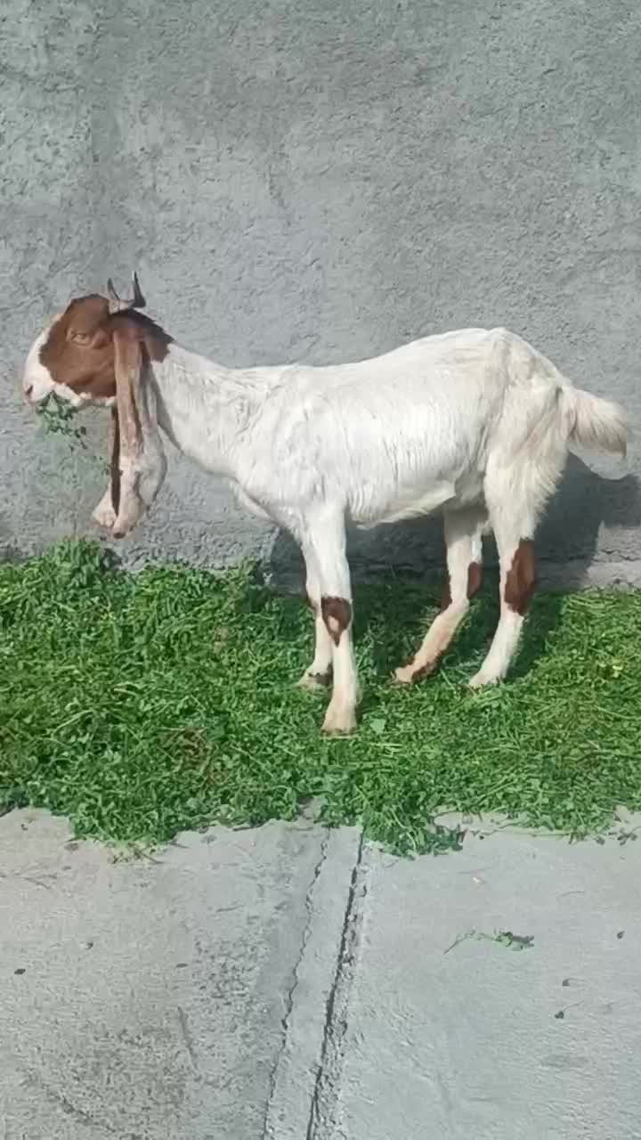 بز افغانی|حیوانات مزرعه|بهبهان, |دیوار