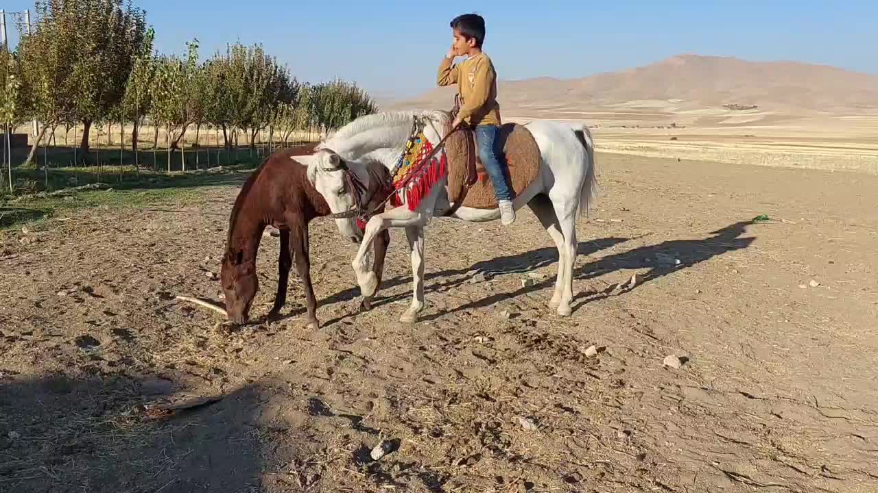 مادیون آبستن به همراه کره مادیون|اسب و تجهیزات اسب‌سواری|گلپایگان, |دیوار