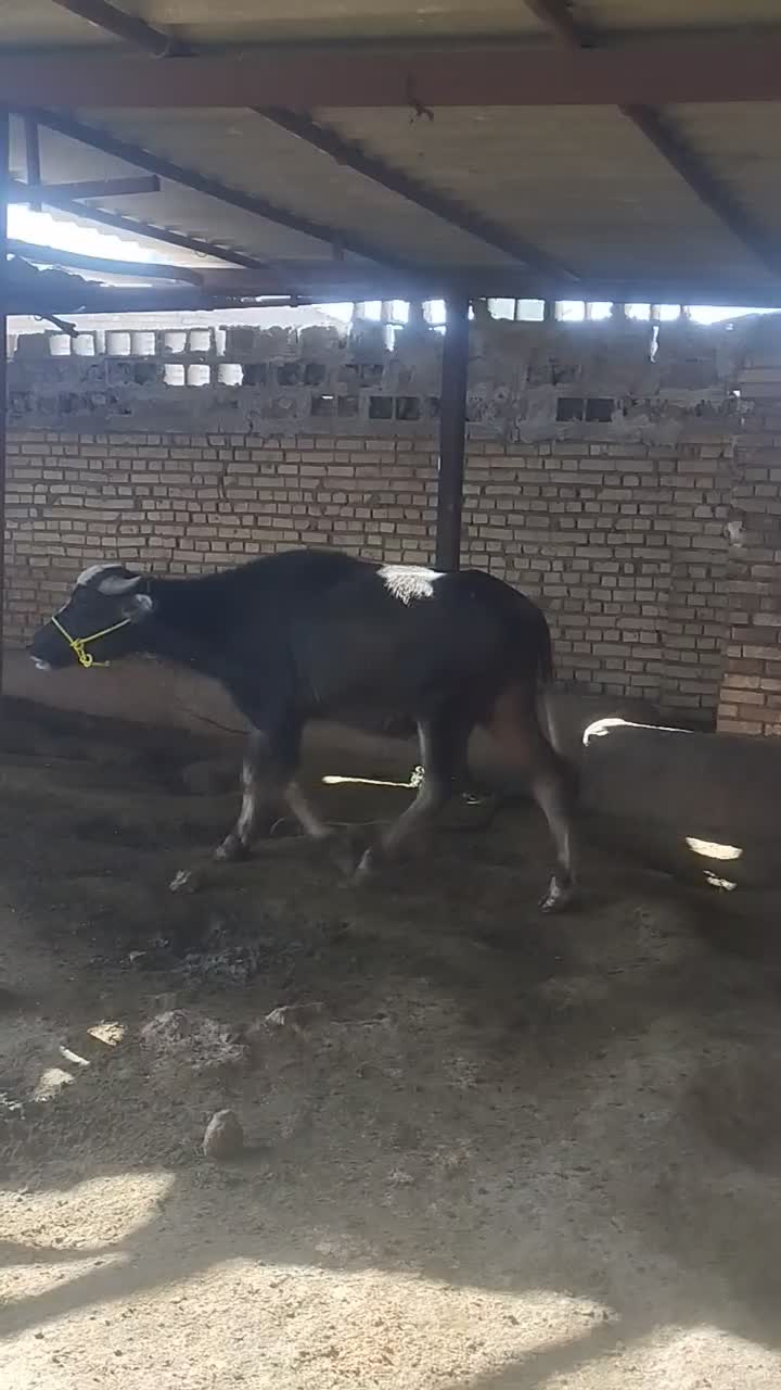 گاومیش نر|حیوانات مزرعه|حمیدیه, |دیوار