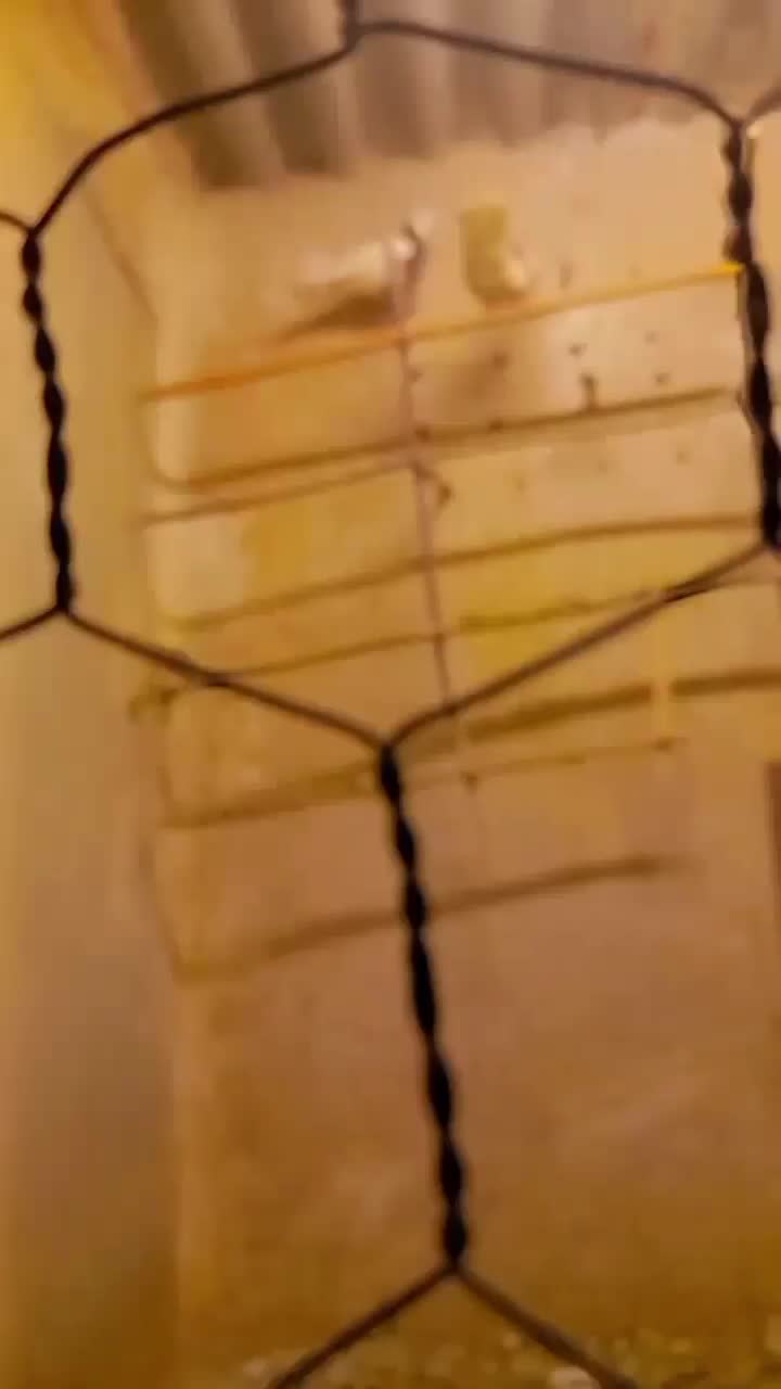 کبوتر طوقی|پرنده|محمدشهر, کوی بهار|دیوار