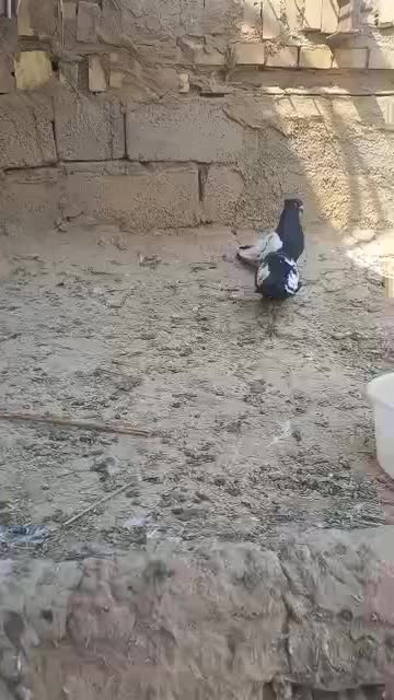 هویزه|پرنده|سوسنگرد, |دیوار