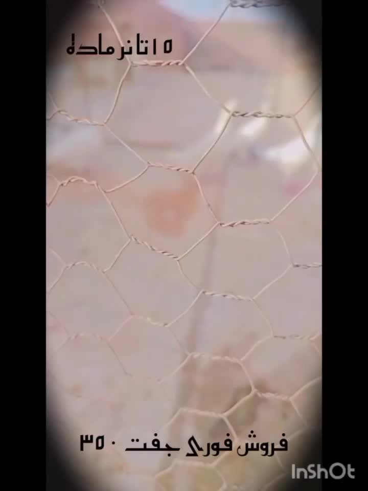 سوسکی دم سفید سرخ معاوضه با کفتر|پرنده|سده (خراسان جنوبی), |دیوار