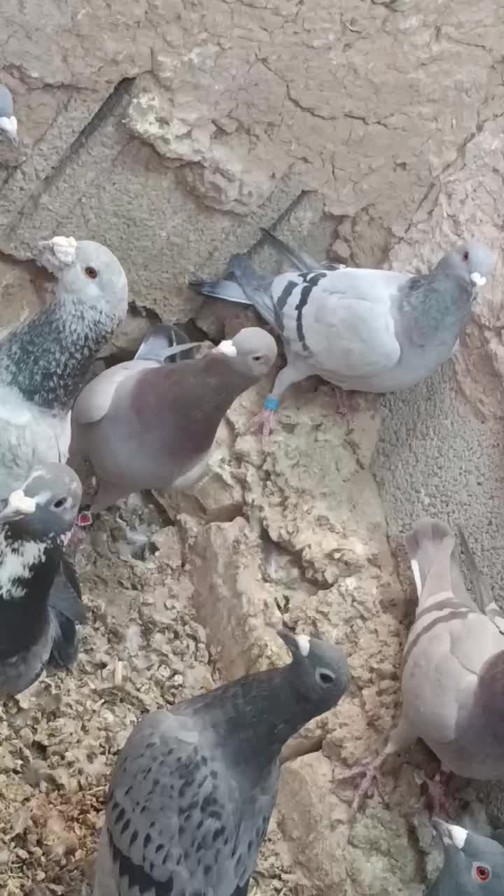 سوسنی کبوتر پلاکی|پرنده|سیدان, |دیوار