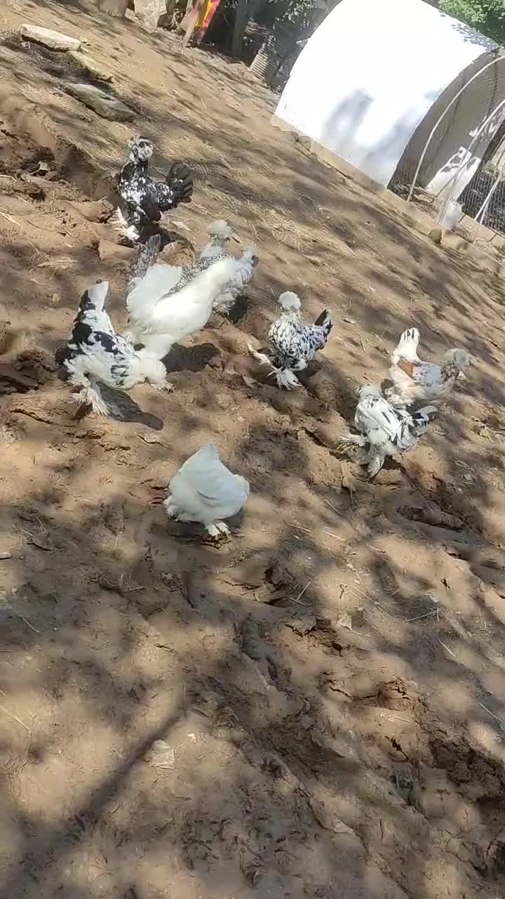 تخم نطفه دار سلطان|حیوانات مزرعه|کوچصفهان, |دیوار